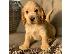 PoulaTo: KC καταχωρημένα κουτάβια Cocker Spaniel